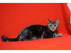 Sokka, Domestic Shorthair For Adoption In Fountain Hills, Arizona