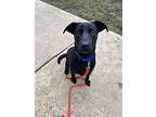Max, Labrador Retriever For Adoption In Fenton, Missouri