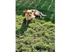 Kevin, Terrier (unknown Type, Medium) For Adoption In Rosenberg, Texas