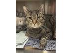 Cloud, Domestic Shorthair For Adoption In Wakefield, Rhode Island
