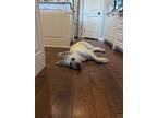 Zelda, Terrier (unknown Type, Small) For Adoption In Boerne, Texas
