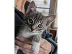 Hershey S'mores, Domestic Shorthair For Adoption In Mount Laurel, New Jersey