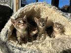 Marshmallow S'mores, Domestic Shorthair For Adoption In Mount Laurel, New Jersey