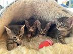 Honey S'mores, Domestic Shorthair For Adoption In Mount Laurel, New Jersey