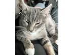 Sweet Pea, Tabby For Adoption In Salem, Oregon