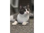 Astra, Domestic Mediumhair For Adoption In Andover, Connecticut