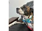 Olympia, American Staffordshire Terrier For Adoption In Farmingdale, New Jersey
