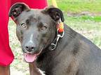 Rachel, Labrador Retriever For Adoption In Osgood, Indiana