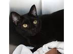 Dottie, Domestic Shorthair For Adoption In Richmond, Virginia