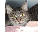 Skooshy, Domestic Shorthair For Adoption In Richmond, Virginia