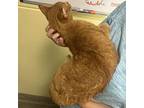 Phineas, Domestic Shorthair For Adoption In Richmond, Virginia