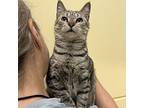 Maggie, Domestic Shorthair For Adoption In Richmond, Virginia