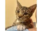 Kornbread, Domestic Shorthair For Adoption In Richmond, Virginia