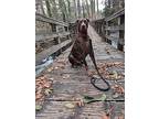 Rocky (vancouver Island, Bc), Doberman Pinscher For Adoption In Edmonton