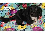 Teddy, Dachshund For Adoption In York, South Carolina