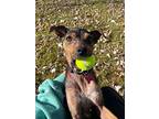Scarlett, Miniature Pinscher For Adoption In Warren, Michigan