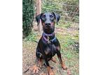 Calliope 'callie' (vancouver Island, Bc), Doberman Pinscher For Adoption In