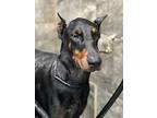 Aegon, Doberman Pinscher For Adoption In Greenville, South Carolina