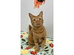 2411-1062 Baymax (available 11/15), Domestic Shorthair For Adoption In Virginia