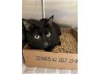 2411-1080 Ryder And 1079 Ghost, Domestic Shorthair For Adoption In Virginia