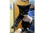Phantom, Domestic Shorthair For Adoption In Merriam, Kansas