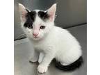Benjy And Banjo, Domestic Shorthair For Adoption In Gastonia, North Carolina