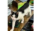 Goggles, Domestic Shorthair For Adoption In Gastonia, North Carolina