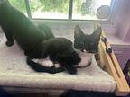 Steve, Domestic Shorthair For Adoption In Gastonia, North Carolina
