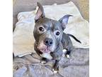 Frankie, American Staffordshire Terrier For Adoption In Merriam, Kansas