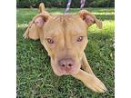 Larson, American Staffordshire Terrier For Adoption In Merriam, Kansas