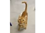 Captain Jack, Domestic Shorthair For Adoption In Topeka, Kansas