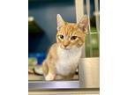 Butters, Domestic Shorthair For Adoption In Topeka, Kansas