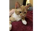 Jones, Domestic Shorthair For Adoption In Greensboro, North Carolina