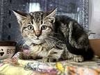 Houdini, Domestic Shorthair For Adoption In New York, New York