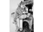 Toast, Domestic Shorthair For Adoption In New York, New York