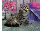 Alaina, Domestic Shorthair For Adoption In Roanoke, Texas