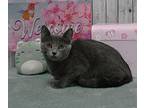 Macy, Domestic Shorthair For Adoption In Roanoke, Texas
