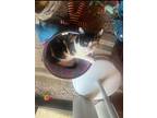 Noelle, Domestic Shorthair For Adoption In El Dorado Hills, California