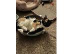 Lola, Domestic Shorthair For Adoption In El Dorado Hills, California