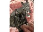 Joey, Domestic Shorthair For Adoption In San Diego, California