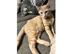 Felis, Domestic Shorthair For Adoption In Forest Lake, Minnesota