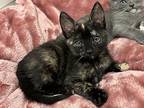 Razzle, Domestic Shorthair For Adoption In San Diego, California