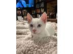 Pisa, Domestic Shorthair For Adoption In Forest Lake, Minnesota