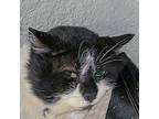 Papa Bear, Domestic Shorthair For Adoption In Huntley, Illinois