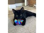 Clover, Domestic Shorthair For Adoption In San Francisco, California