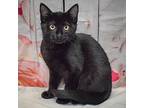 Jay, Bombay For Adoption In Huntley, Illinois