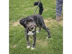 Seuss, Labrador Retriever For Adoption In Huntley, Illinois