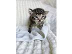 Bobby, Domestic Shorthair For Adoption In Fruit Heights, Utah