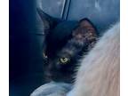 Aelin, Domestic Shorthair For Adoption In Virginia Beach, Virginia