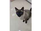 Mei Qiu, Siamese For Adoption In Fremont, California